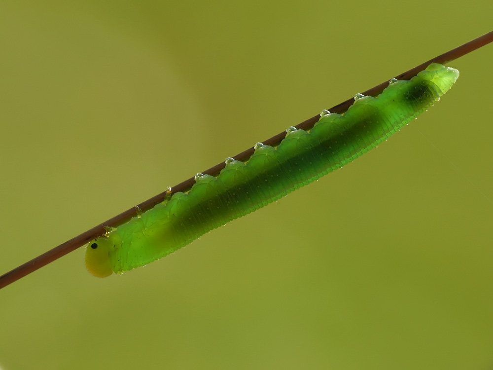 Gummibärchen