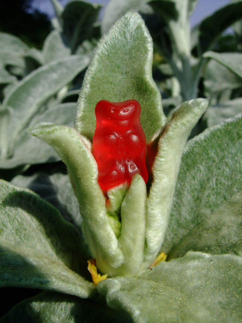 Gummibärchen an die Macht :-)