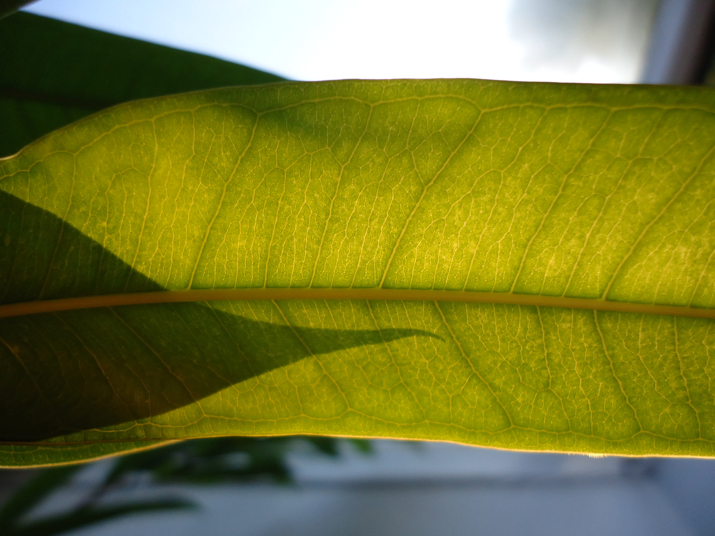 Gummibaum-Blatt: Licht vs. Schatten