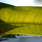 Gummibaum-Blatt: Licht vs. Schatten