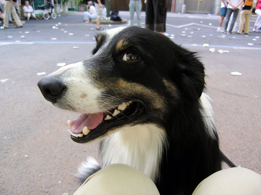 Gumminase Jack beim Kölauf