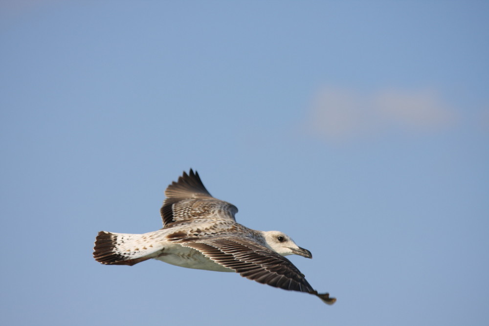 Gumus marti (Larus michahellis)