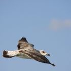 Gumus marti (Larus michahellis)