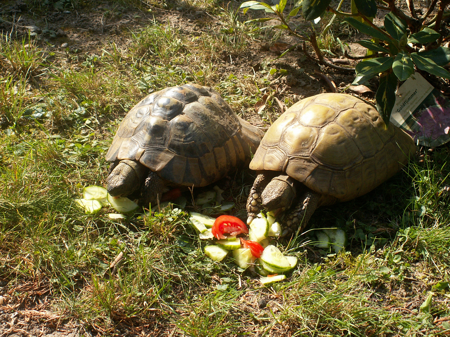 Gunda und Otto