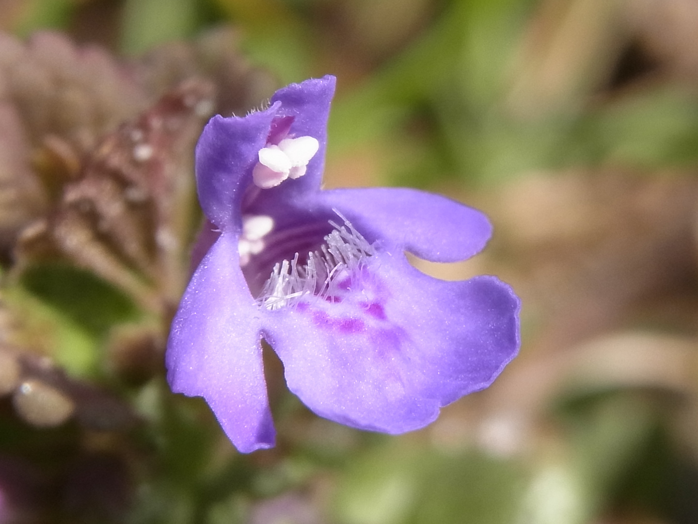 Gundelrebenblüte