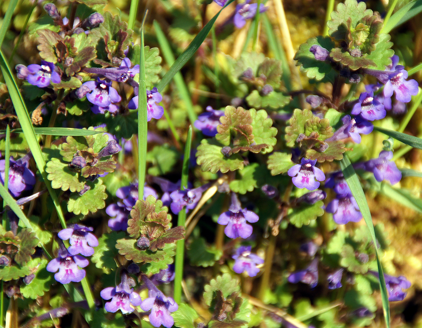 Gundermann Foto &amp; Bild | pflanzen, pilze &amp; flechten, blüten ...