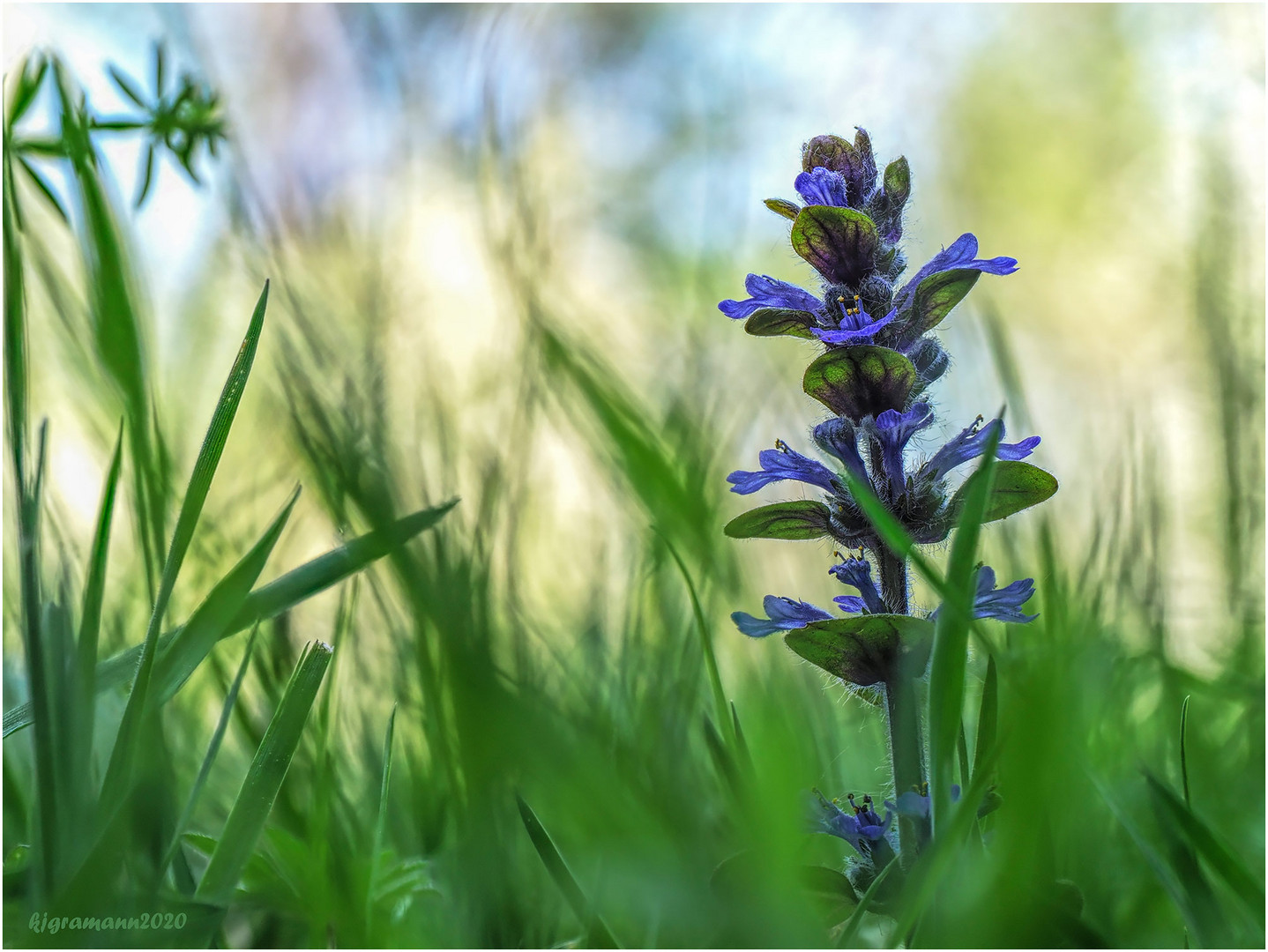 gundermann (glechoma hederacea)  ....