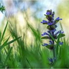 gundermann (glechoma hederacea)  ....