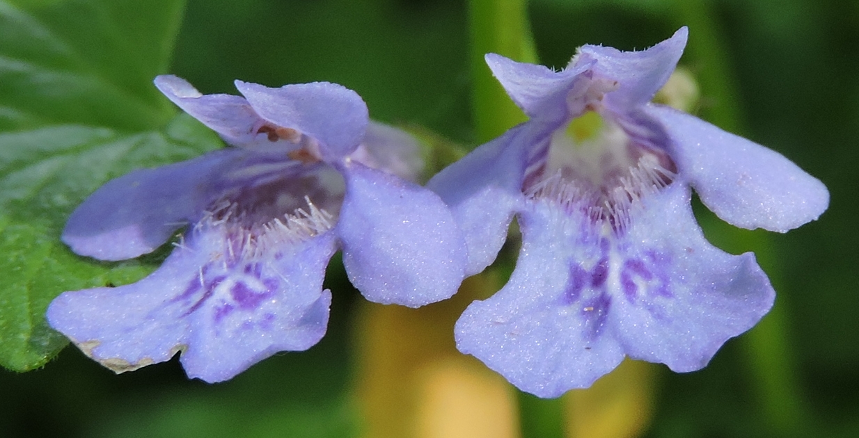 Gundermann (Glechoma hederacea)