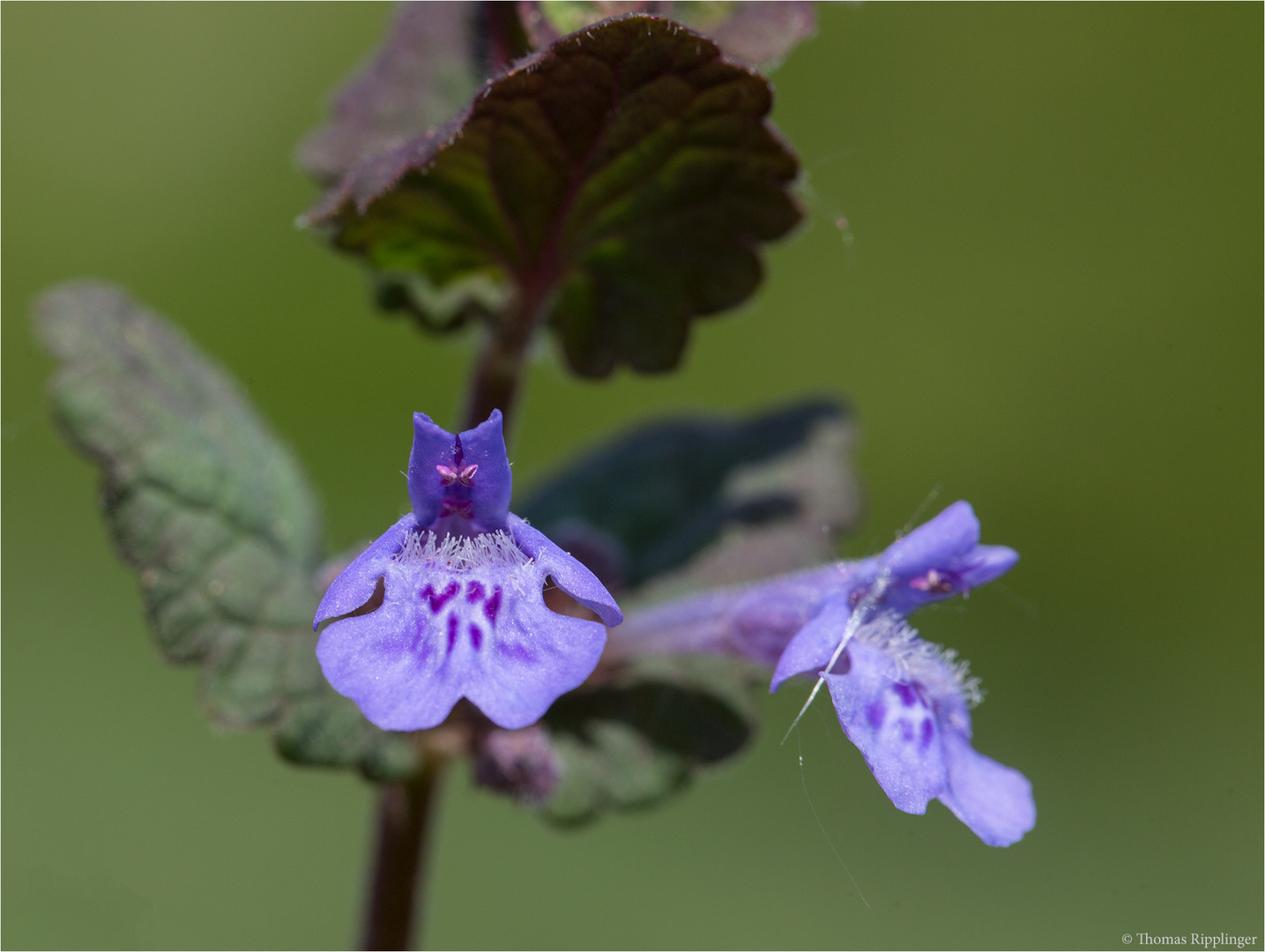 Gundermann (Glechoma hederacea).....