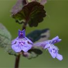 Gundermann (Glechoma hederacea).....