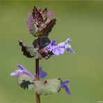 Gundermann (Glechoma hederacea)