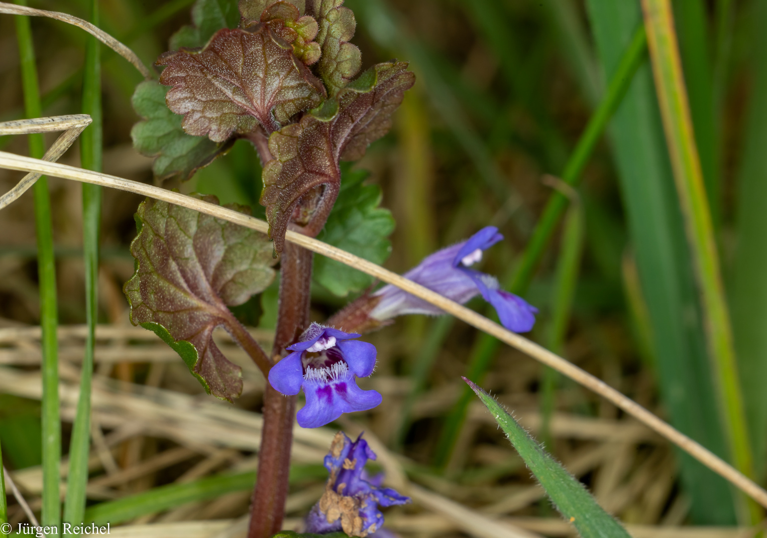 Gundermann (Glechoma hederacea agg.) 