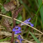 Gundermann (Glechoma hederacea agg.) 