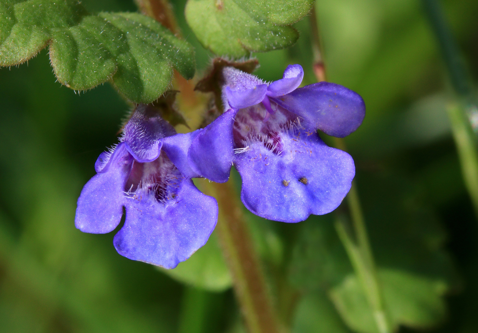 Gundermann, Glechoma hederacea, Blüten in Nahaufnahme