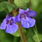 Gundermann, Glechoma hederacea, Blüten in Nahaufnahme