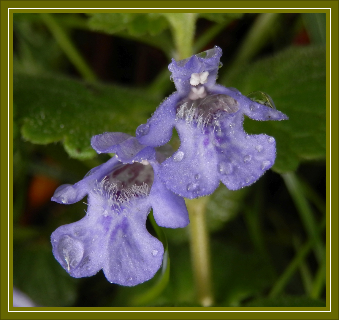 Gundermann (Glechoma hederacea) - Heilkraut, Gewürzkraut und "Unkraut" zugleich