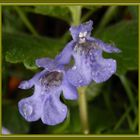 Gundermann (Glechoma hederacea) - Heilkraut, Gewürzkraut und "Unkraut" zugleich