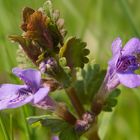 Gundermann oder Gundelrebe (Glechoma hederacea)