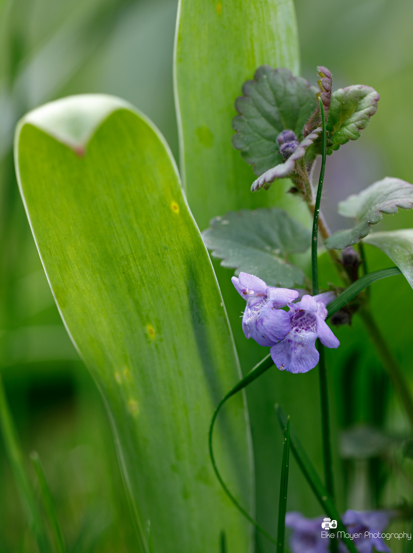 Gundermannkrautblüte