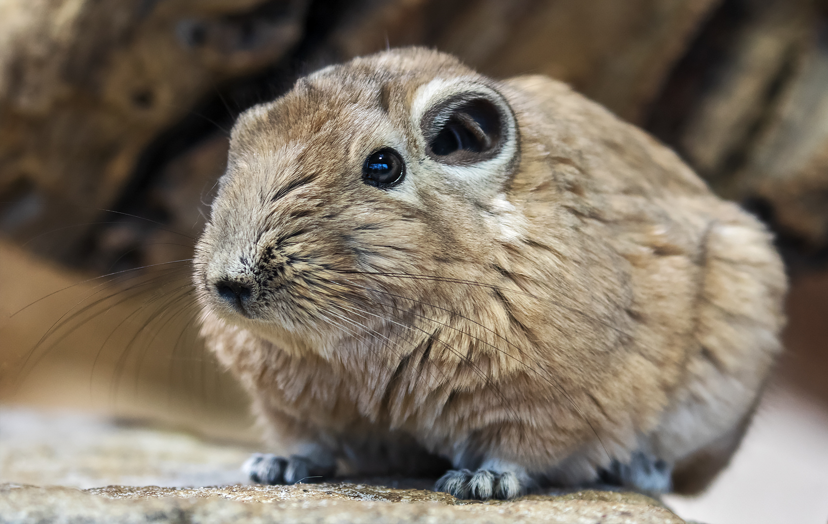 Gundi 003a Foto & Bild deutschland, europe, nordrhein westfalen