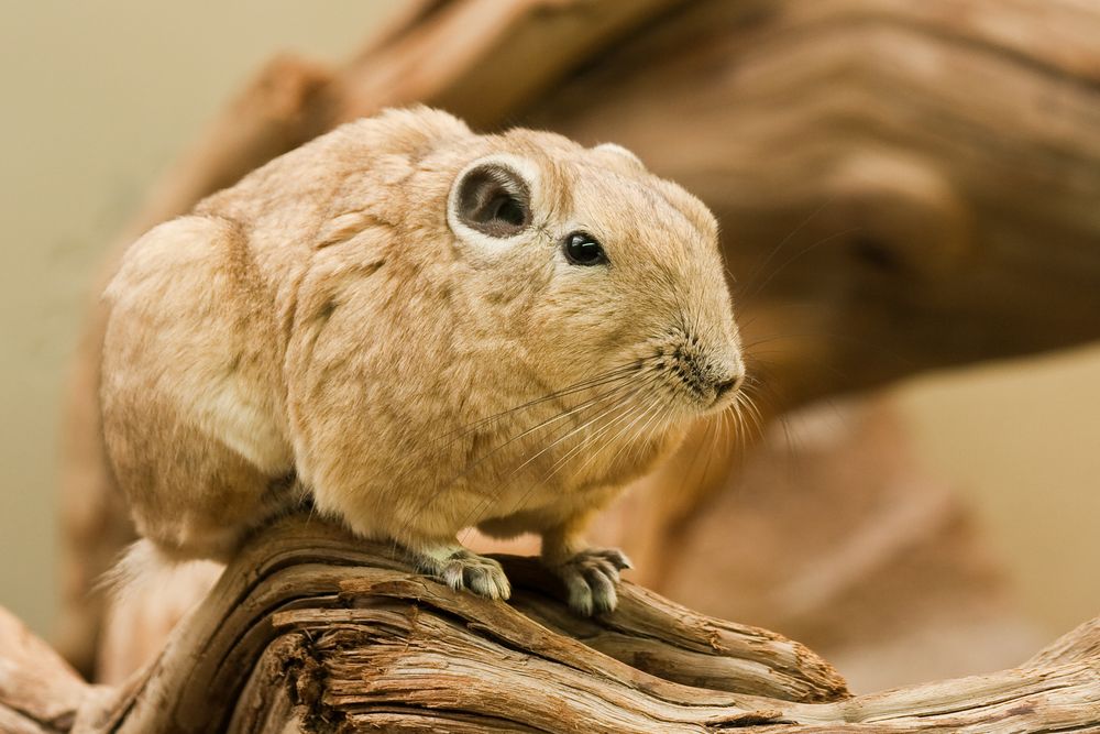 Gundi - Nagetier in der Wilhelma