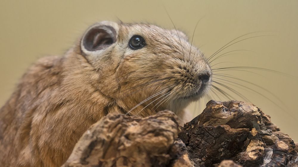 GundiPortrait 001 Foto & Bild tiere, zoo, wildpark & falknerei