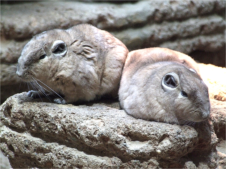 Gundis im Aquazoo in Düsseldorf