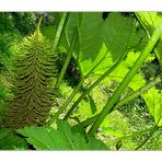 Gunnera