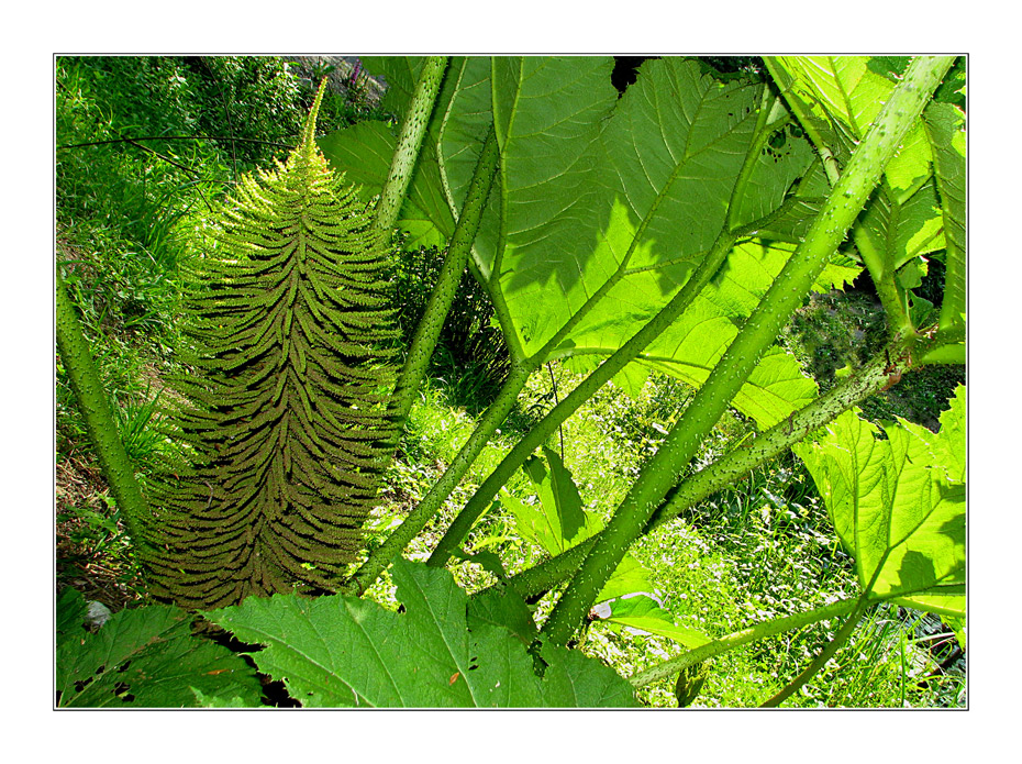 Gunnera