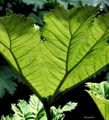 Gunnera Manicata 