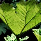 Gunnera Manicata 