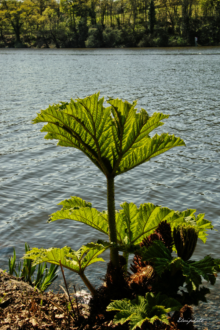 Gunnera Manicata 