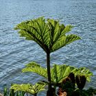 Gunnera Manicata 