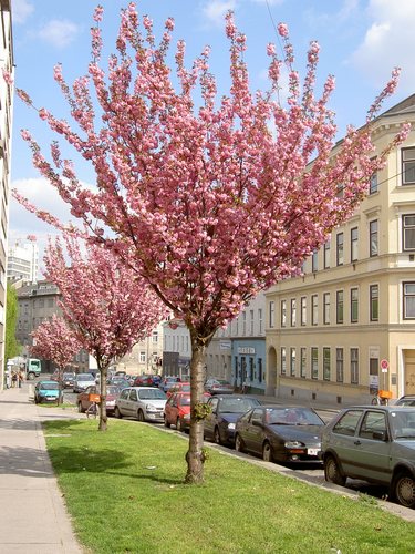 Gunoldstraße (1190 Wien)