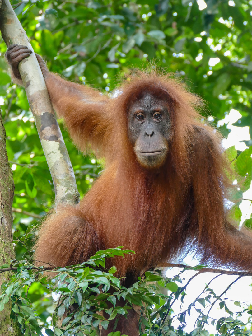 Gunung Leuser_Orang Utan