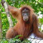 Gunung Leuser_Orang Utan