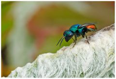 Guêpe Chrysis