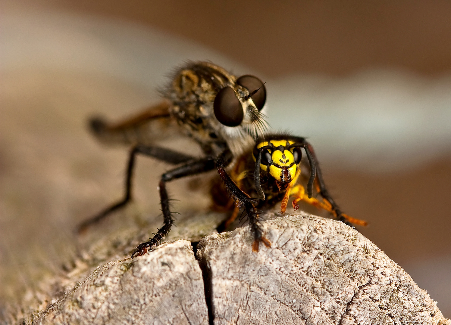 Guêpe croquée par une asilidae