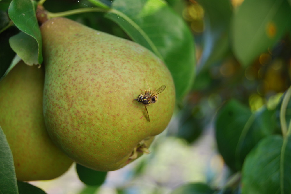 Guêpe et poire