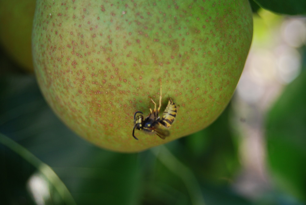 Guêpe et poire plus près