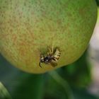 Guêpe et poire plus près