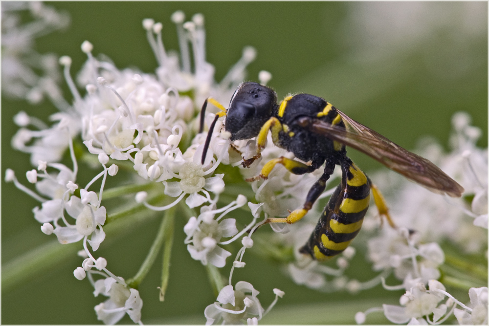 Guêpe fouisseuse (Ectemnius sp.)