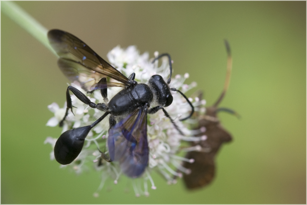 Guêpe fouisseuse (Isodontia mexicana)