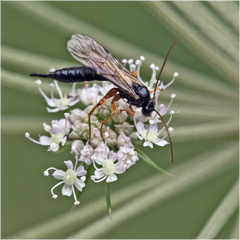 Guêpe Ichneumon sur angélique sauvage