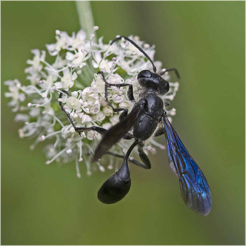 Guêpe Isodontia mexicana