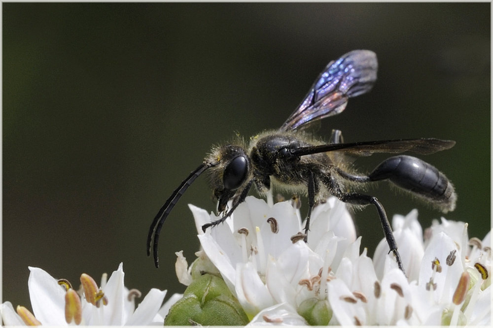 Guêpe Isodontia mexicana sur ciboulette de Chine