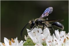 Guêpe Isodontia mexicana sur ciboulette de Chine