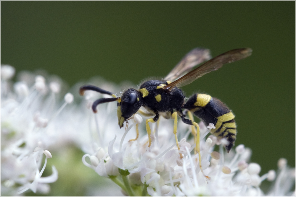 Guêpe maçonne (Ancistrocerus)