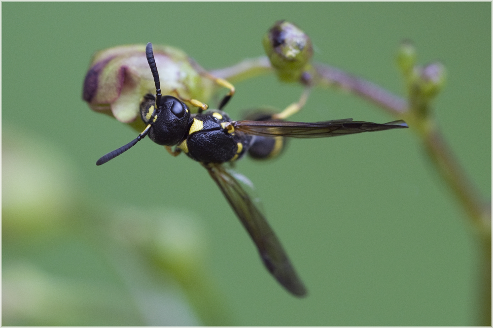 Guêpe maçonne (Ancistrocerus nigricornis) 2